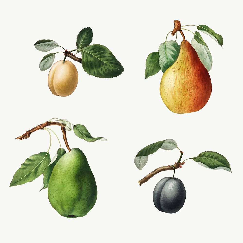 Set of plums and pears on branches illustration vector