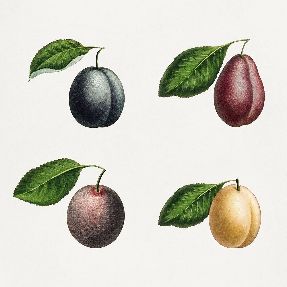 Set of plums on branches vintage illustration