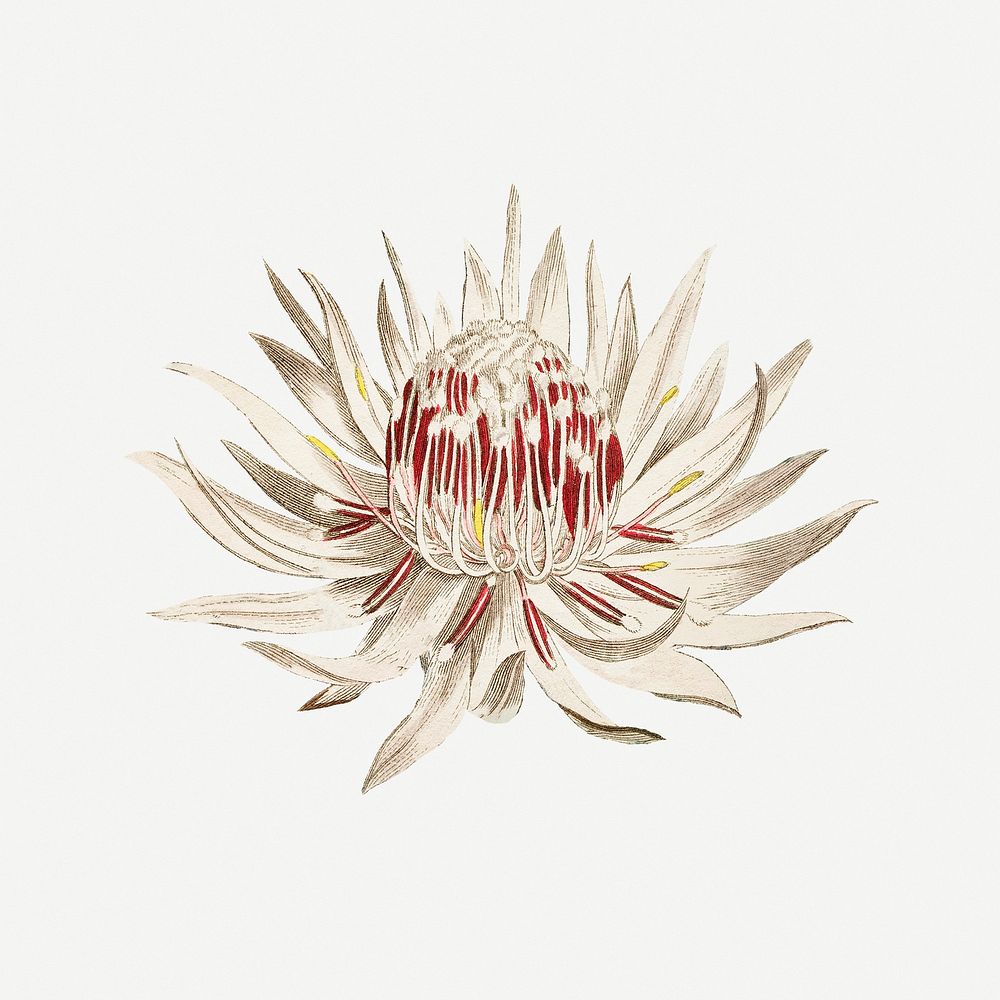 Dagger&ndash;Leaf Protea (1806) Image from The Botanical Magazine or Flower Garden Displayed by Francis Sansom. Original…