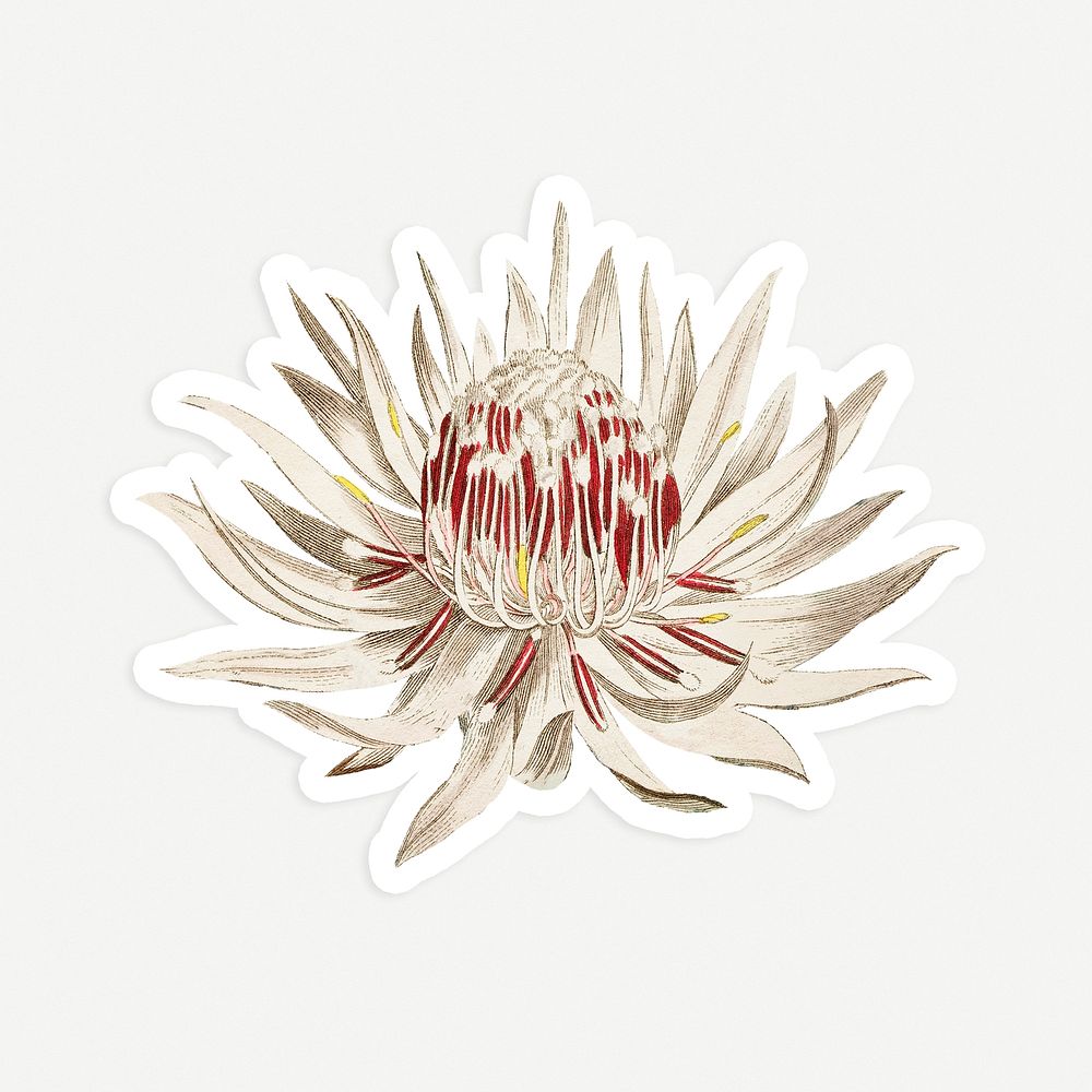 Vintage blooming Dagger&ndash;Leaf Protea flower sticker with white border