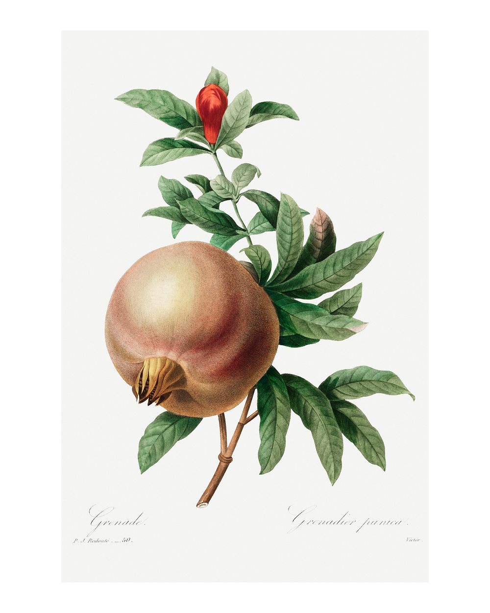 Pomegranate wall art print and poster. Original from Choix des plus belles fleurs plus beaux fruits: Grenade (1827) by…