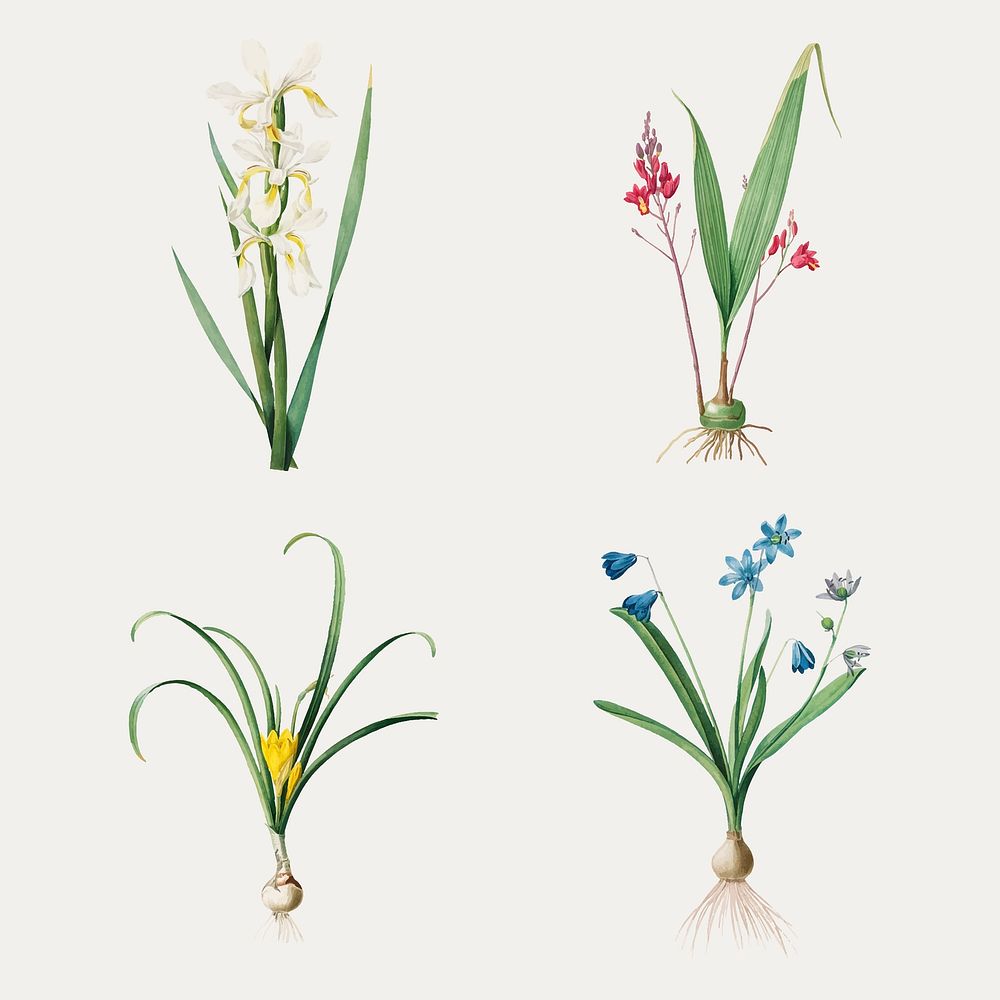 Vintage lily and iris vector collection