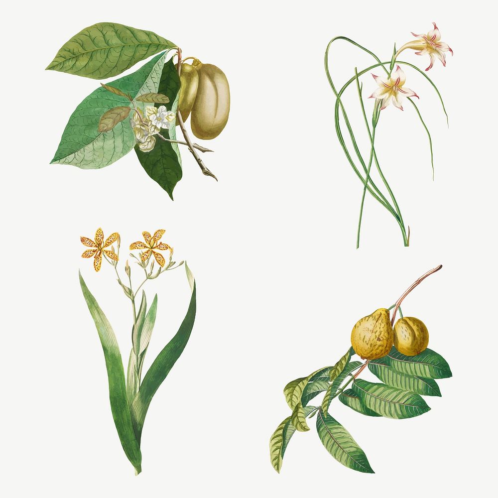 Vintage illustration set of guava, corn lily, sword lily, and sugar apple