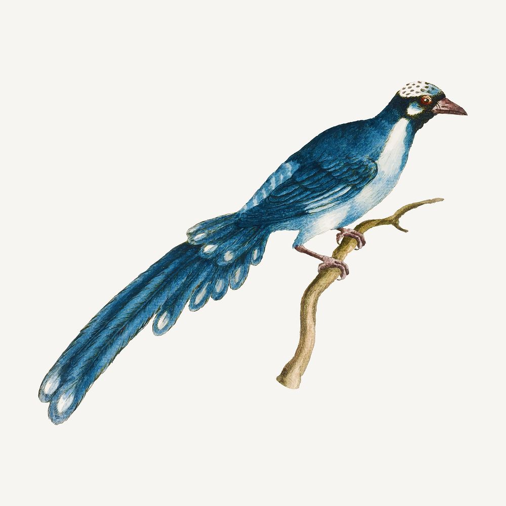 Cuckoo bird vintage illustration vector