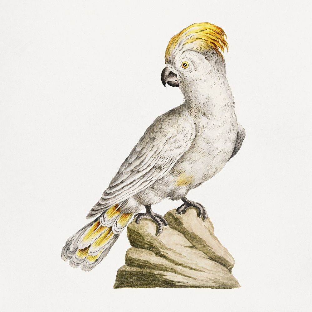 Cockatoo on a rock vintage illustration
