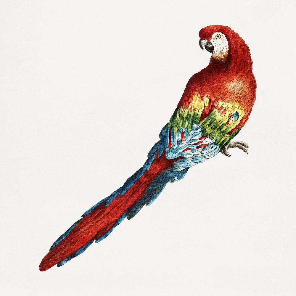 Macaw vintage illustration