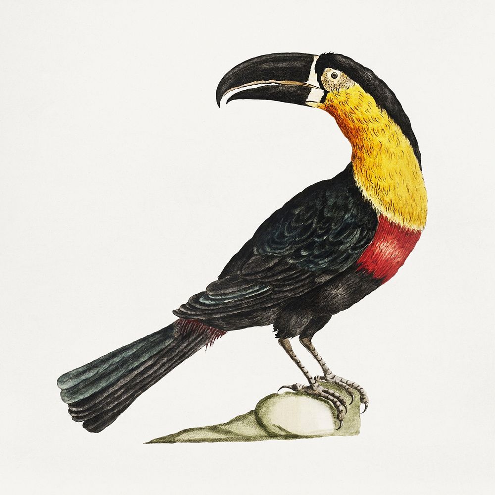 Mangiapepe Toucan on a rock vintage illustration