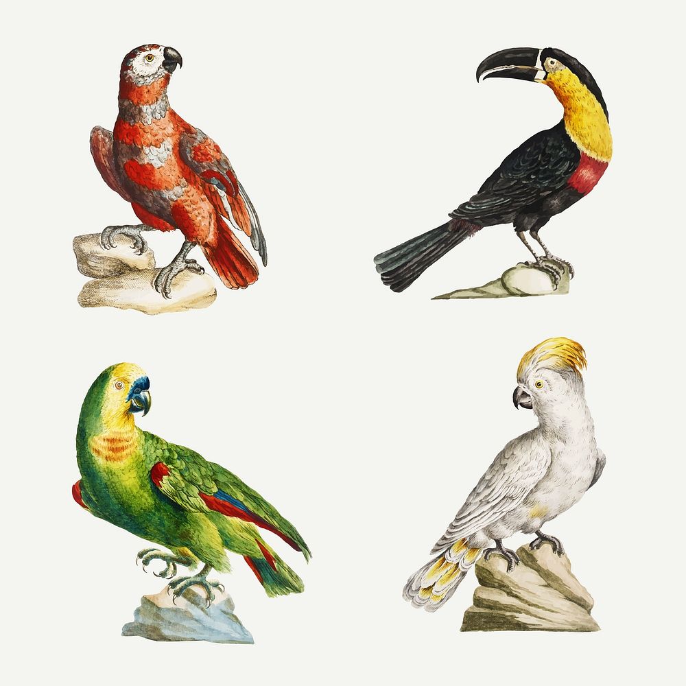 Vintage colorful exotic birds vector set