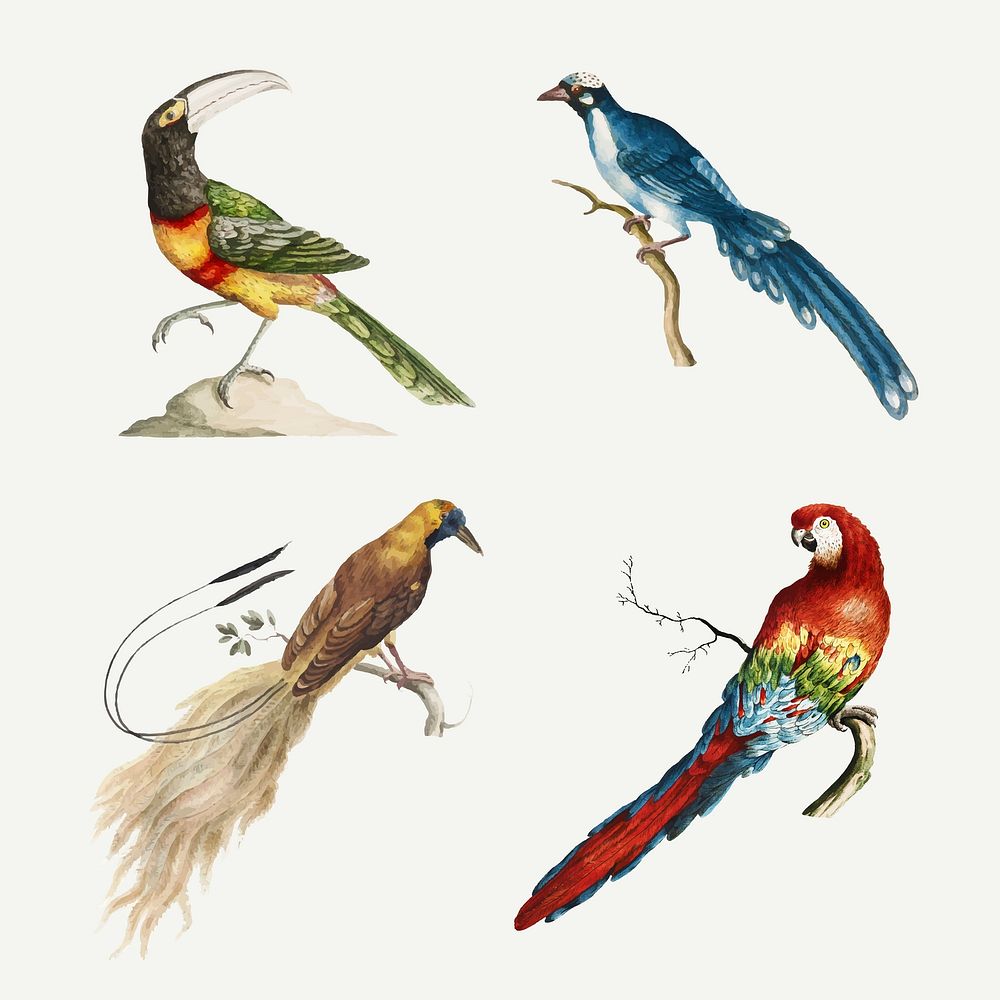 Vintage colorful exotic birds vector set