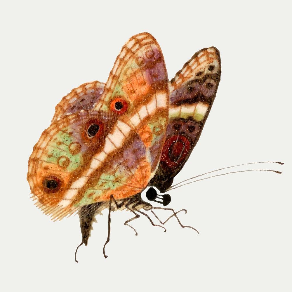 Butterfly insect vector vintage drawing