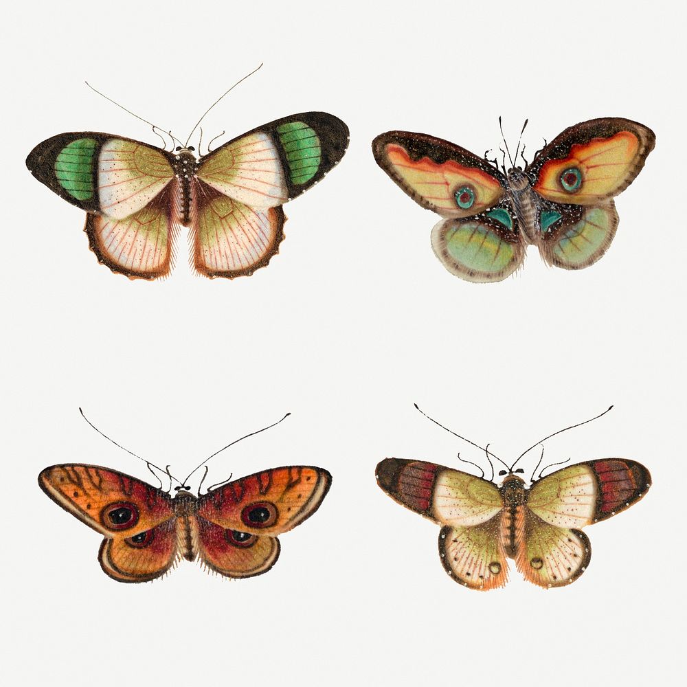 Butterflies and moth vintage illustration set
