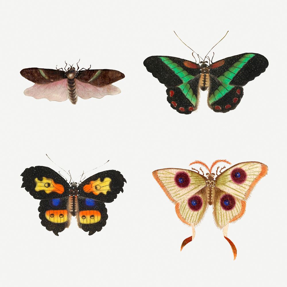 Butterflies, moth and insect vintage illustration set