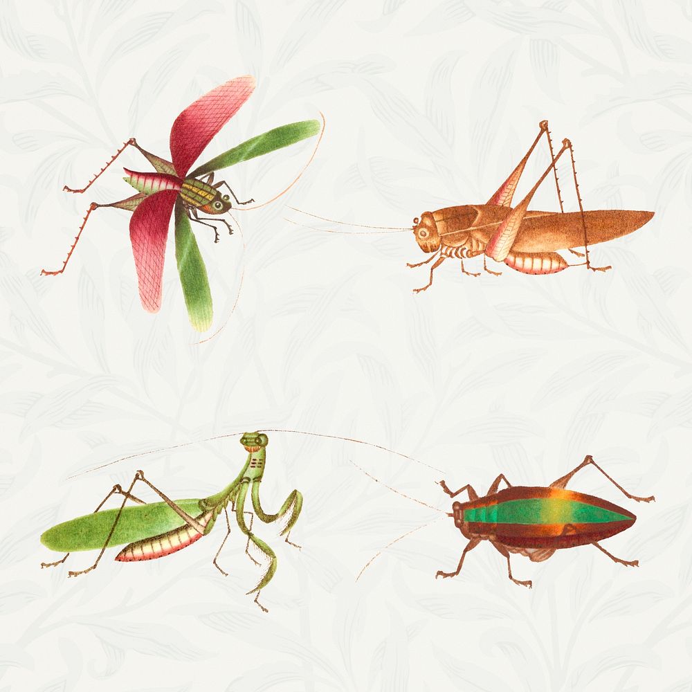 Grasshoppers, mantis and bug insect psd vintage illustration collection