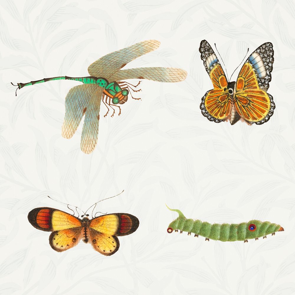 Various insect vintage illustration collection