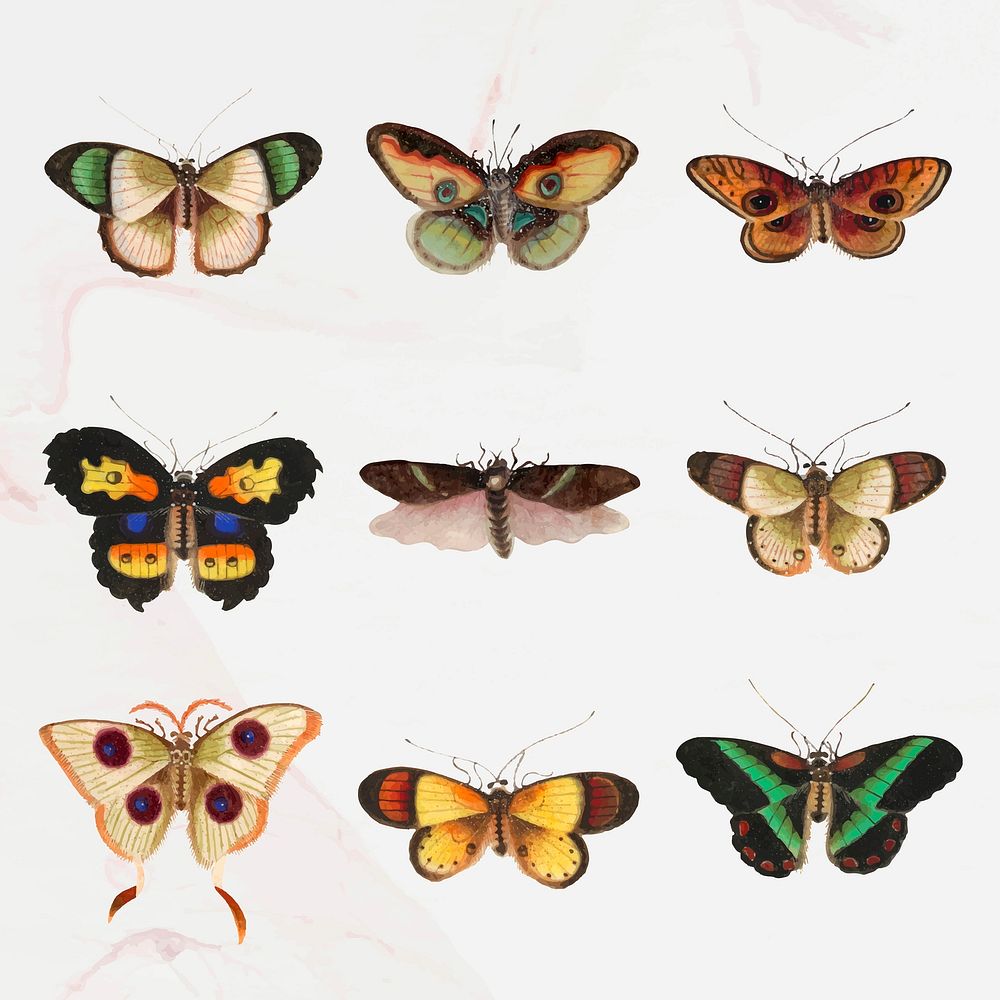 Butterflies and moths vector vintage illustration set