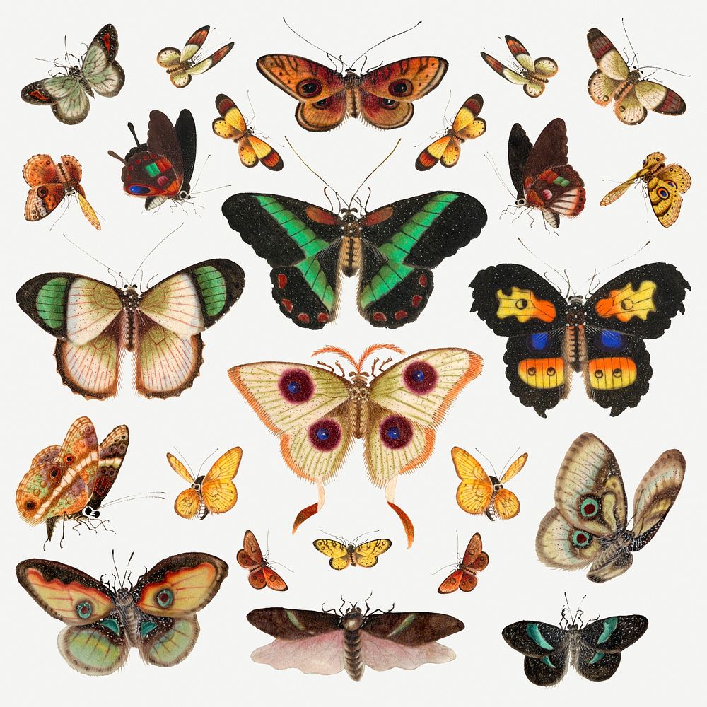 Butterflies and moths vintage illustration set