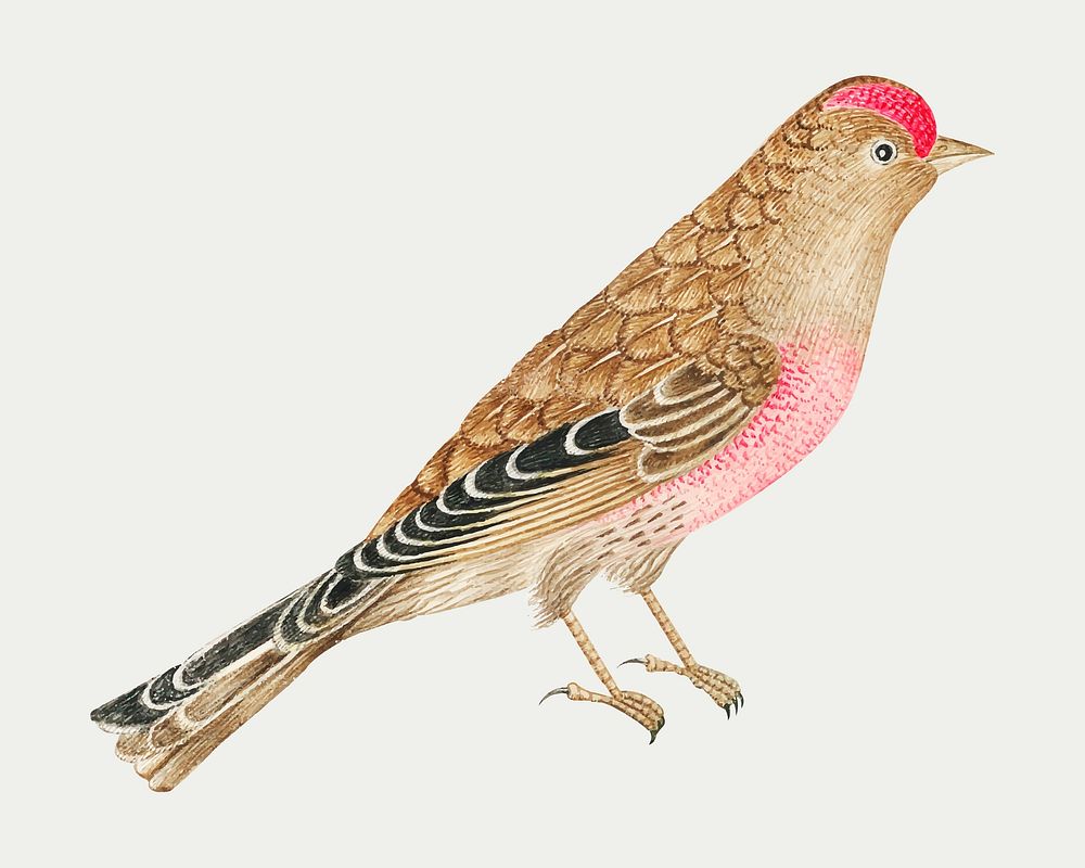 Brown bird vector, remixed from the 18th-century artworks from the Smithsonian archive.