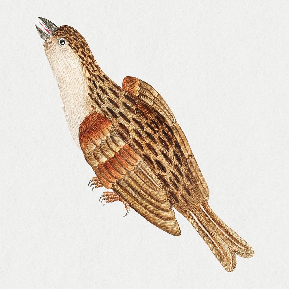 Brown bird psd, remixed from the 18th-century artworks from the Smithsonian archive.