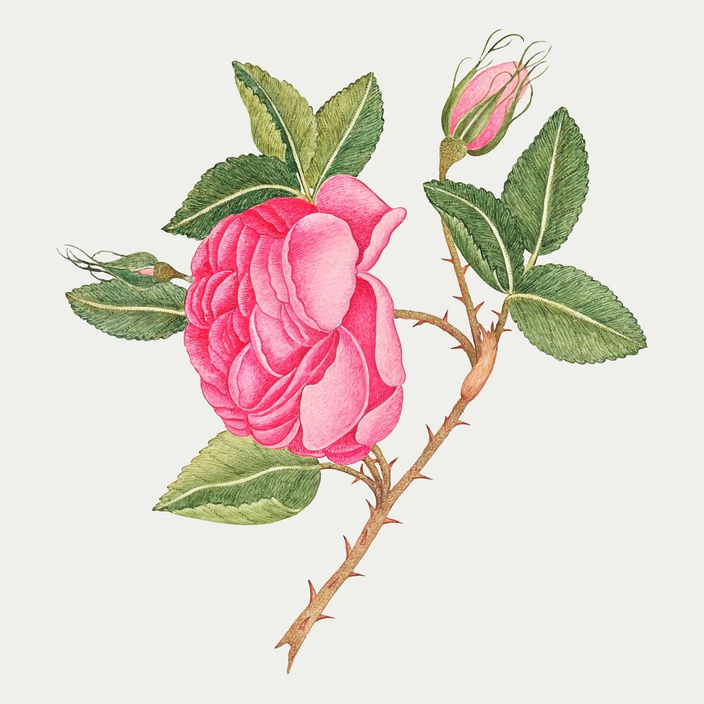Vintage pink roses vector illustration, remixed from the 18th-century artworks from the Smithsonian archive.
