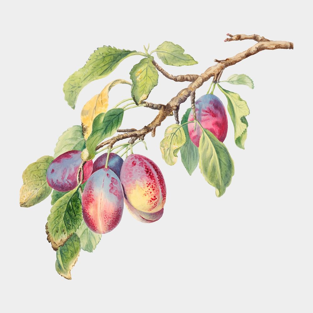 Vintage plums branch vector illustration, remixed from the 18th-century artworks from the Smithsonian archive.