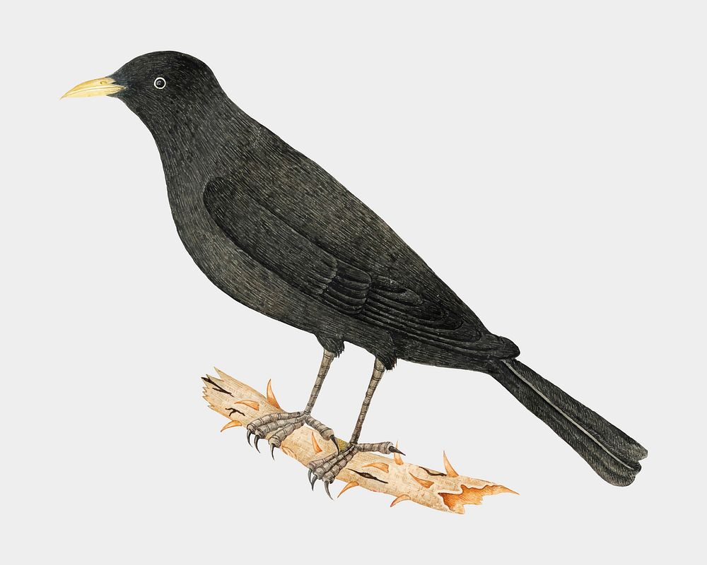 Perching black bird vector, remixed from the 18th-century artworks from the Smithsonian archive.