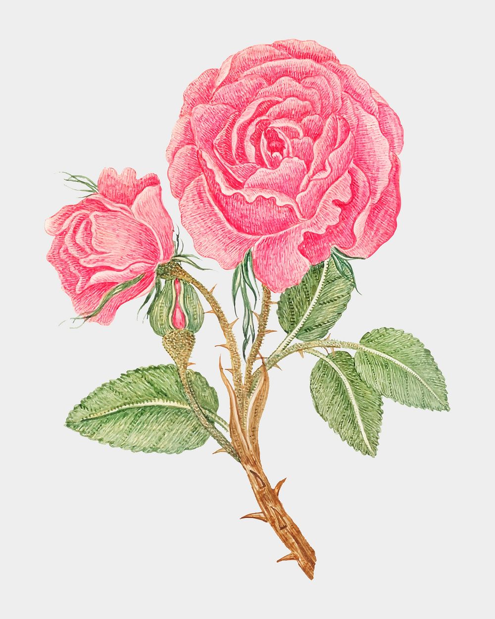 Vintage pink rose vector illustration, remixed from the 18th-century artworks from the Smithsonian archive.