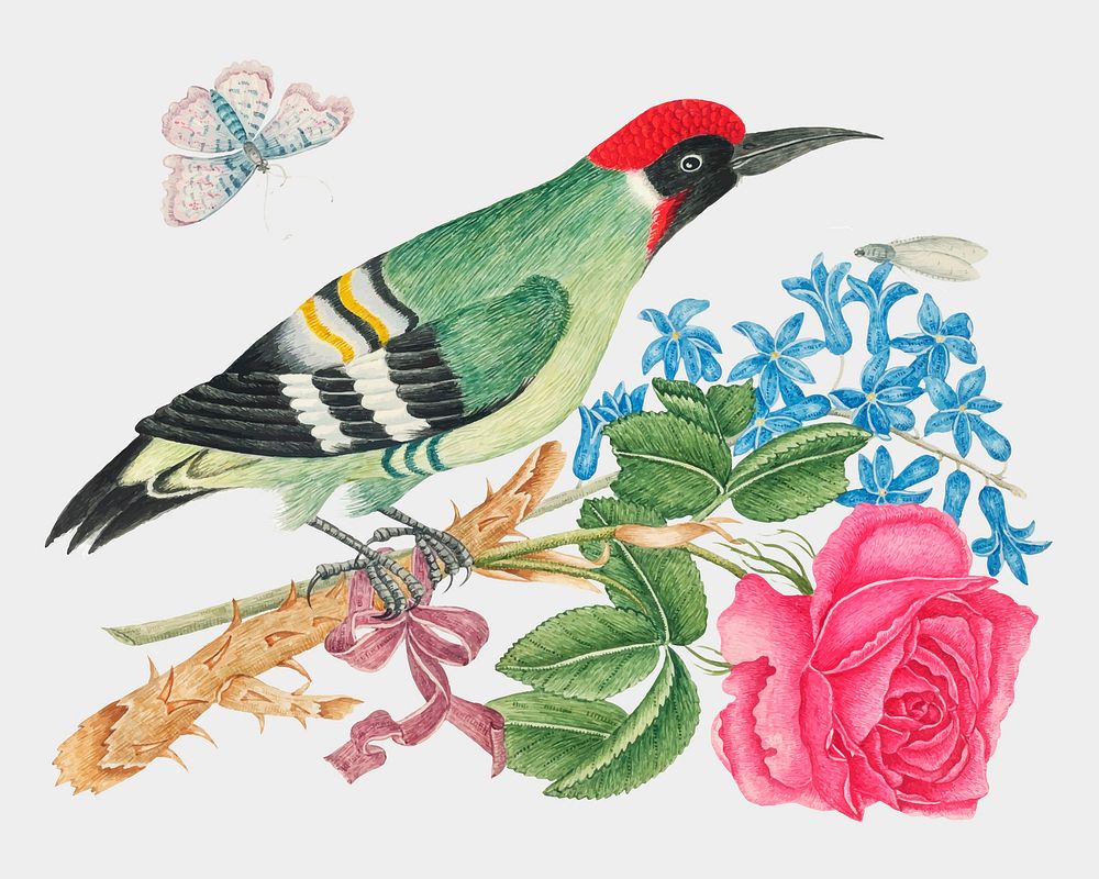 Vintage woodpecker and flowers vector illustration, remixed from the 18th-century artworks from the Smithsonian archive.