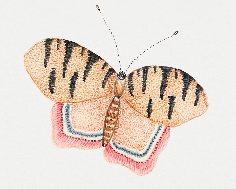 Vintage psd butterfly watercolor illustration, remixed from the 18th-century artworks from the Smithsonian archive.