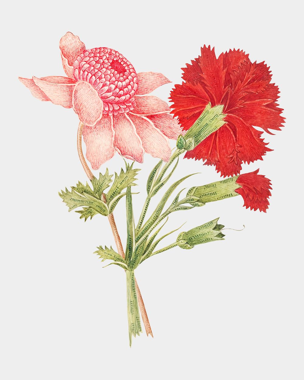 Vintage flowers vector illustration, remixed from the 18th-century artworks from the Smithsonian archive.