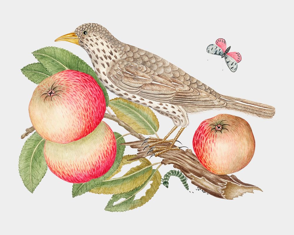 Vintage bird and apples vector illustration, remixed from the 18th-century artworks from the Smithsonian archive.