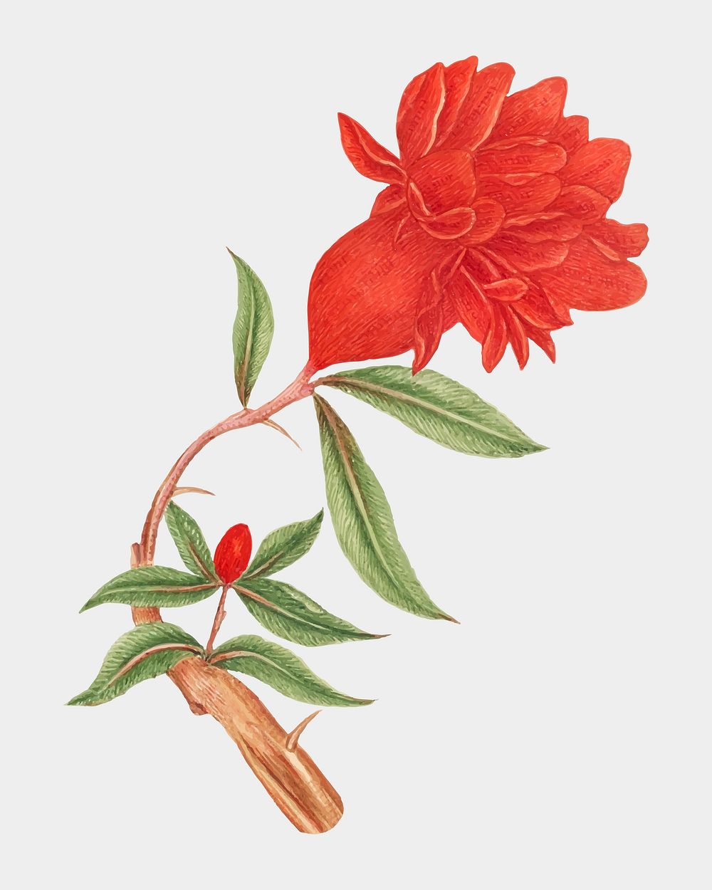 Vintage red blossoms vector illustration, remixed from the 18th-century artworks from the Smithsonian archive.