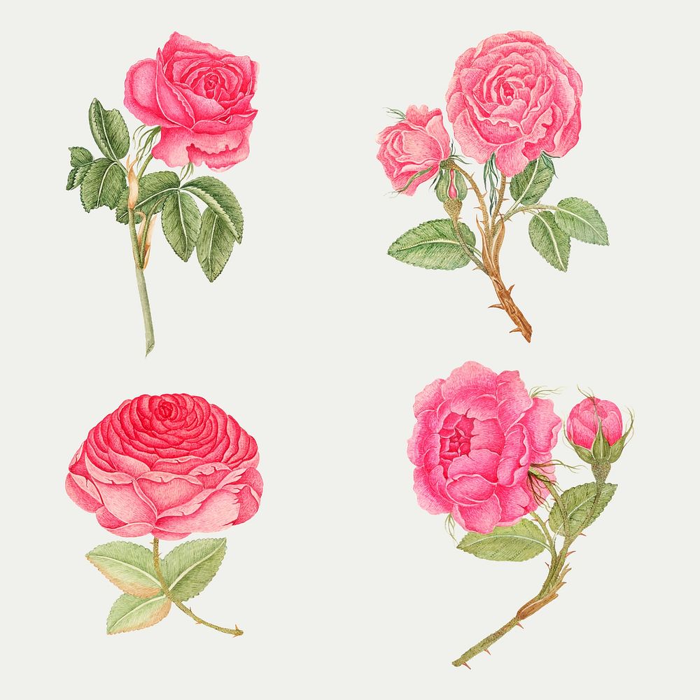 Vintage pink rose vector illustration set, remixed from the 18th-century artworks from the Smithsonian archive.