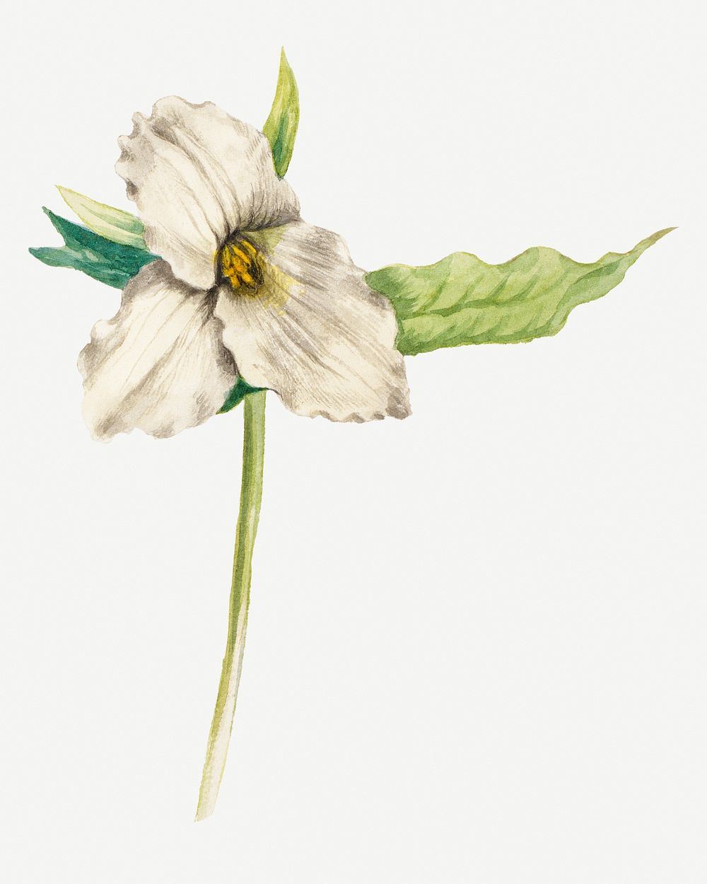 Wake robin psd spring flower botanical vintage illustration