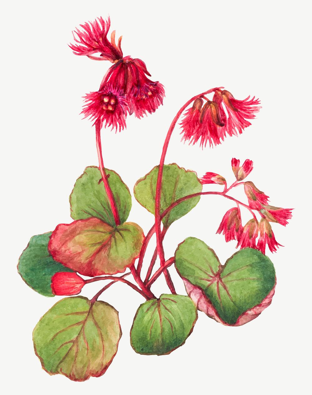 Fringed galax spring flower vector botanical vintage illustration, remixed from the artworks by Mary Vaux Walcott