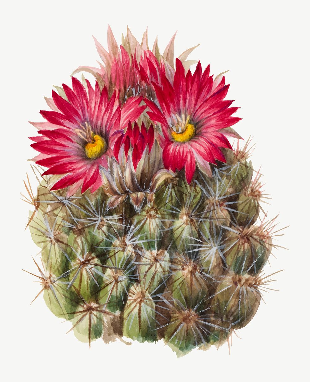Vintage hedgehog cactus flower vector illustration botanical drawing, remixed from the artworks by Mary Vaux Walcott