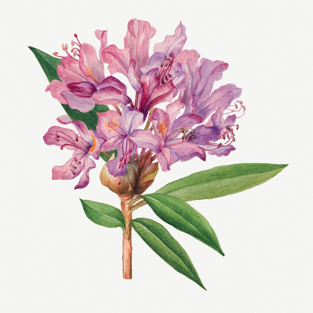 Blooming pink California rose-bay hand drawn floral illustration, remixed from the artworks by Mary Vaux Walcott