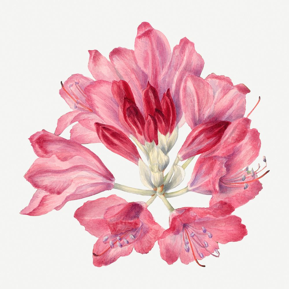 Blooming pink mountain rose-bay hand drawn floral illustration, remixed from the artworks by Mary Vaux Walcott