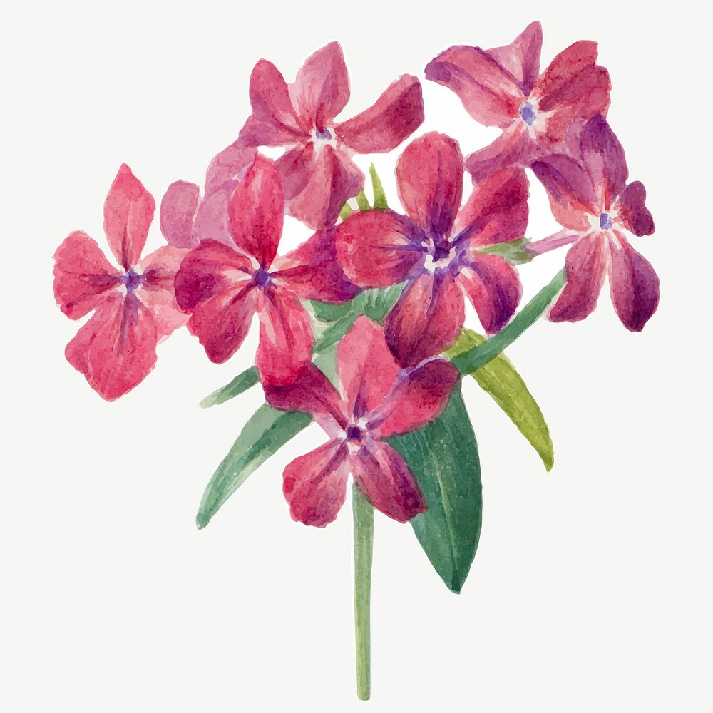 Vintage hairy phlox flower vector illustration floral drawing, remixed from the artworks by Mary Vaux Walcott