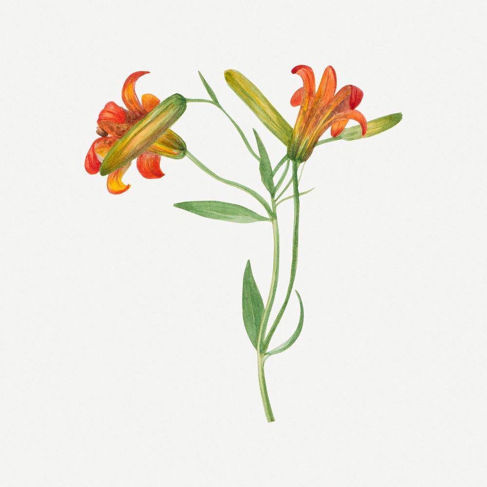 Vintage small tiger lily flower psd illustration floral drawing