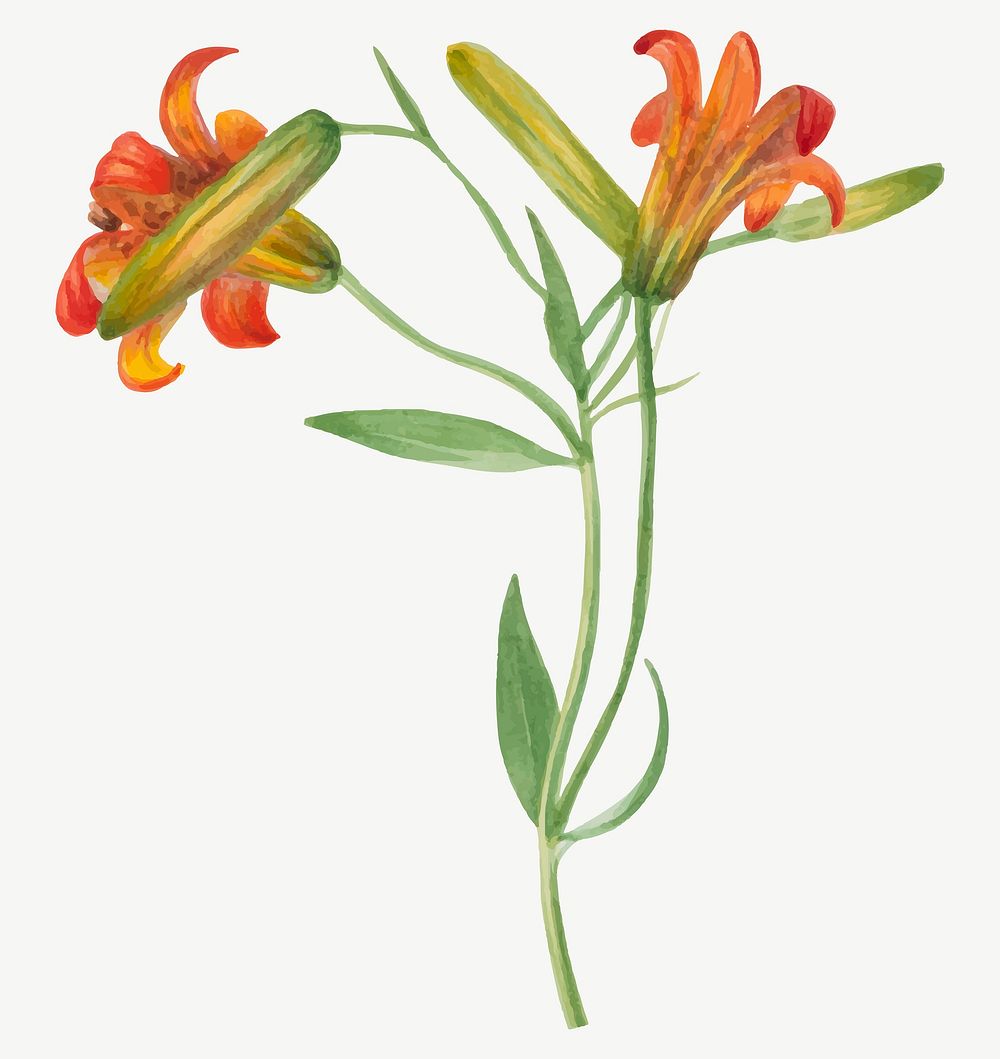 Red lily blossom vector illustration hand drawn, remixed from the artworks by Mary Vaux Walcott