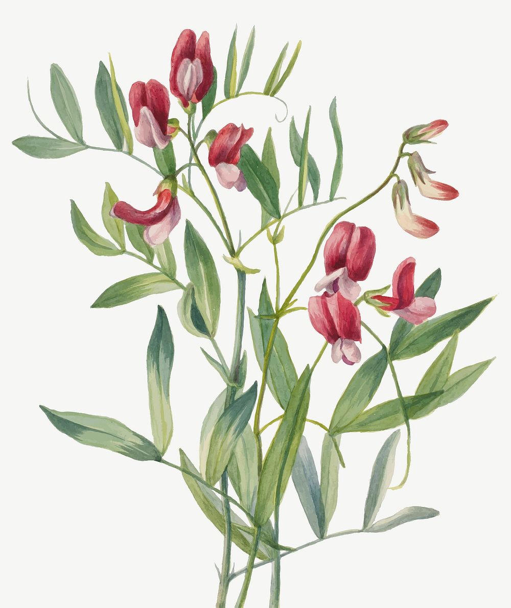 Wild pea flower vector botanical illustration, remixed from the artworks by Mary Vaux Walcott
