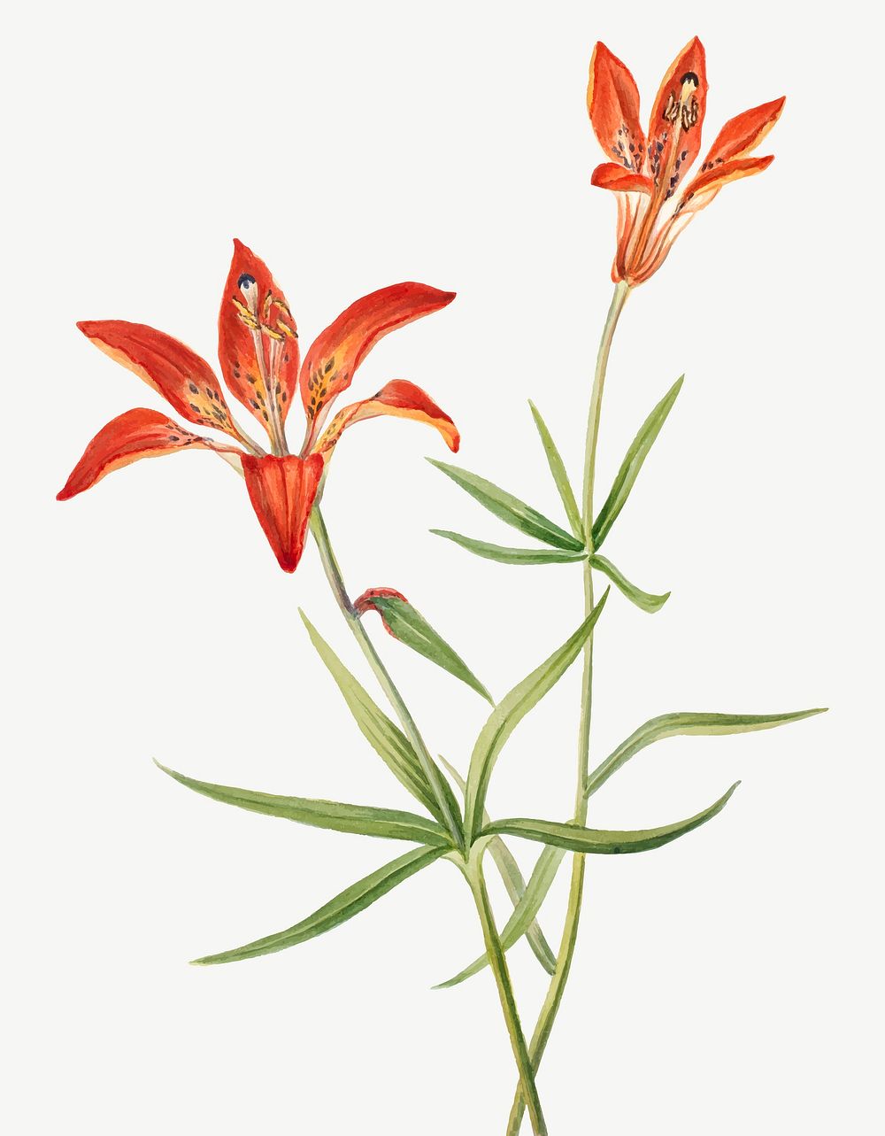 Red lily blossom vector illustration hand drawn, remixed from the artworks by Mary Vaux Walcott