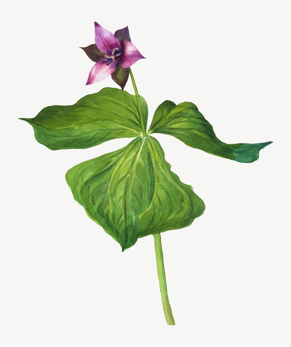Vintage purple trillium flower vector illustration floral drawing, remixed from the artworks by Mary Vaux Walcott