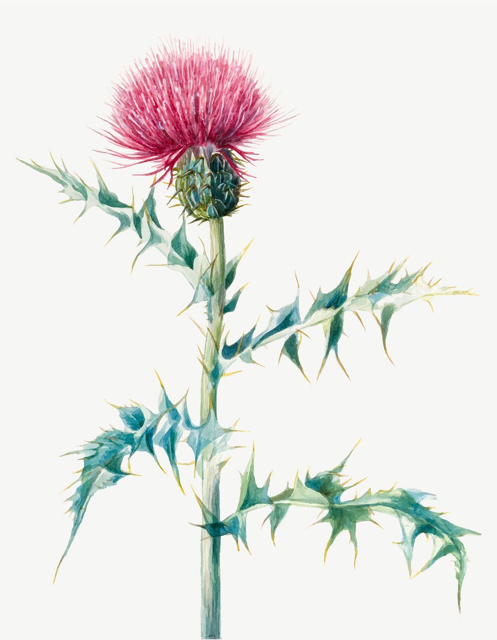Blooming thistle vector hand drawn floral illustration, remixed from the artworks by Mary Vaux Walcott