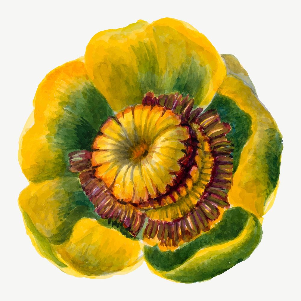 Yellow lotus flower vector botanical illustration, remixed from the artworks by Mary Vaux Walcott
