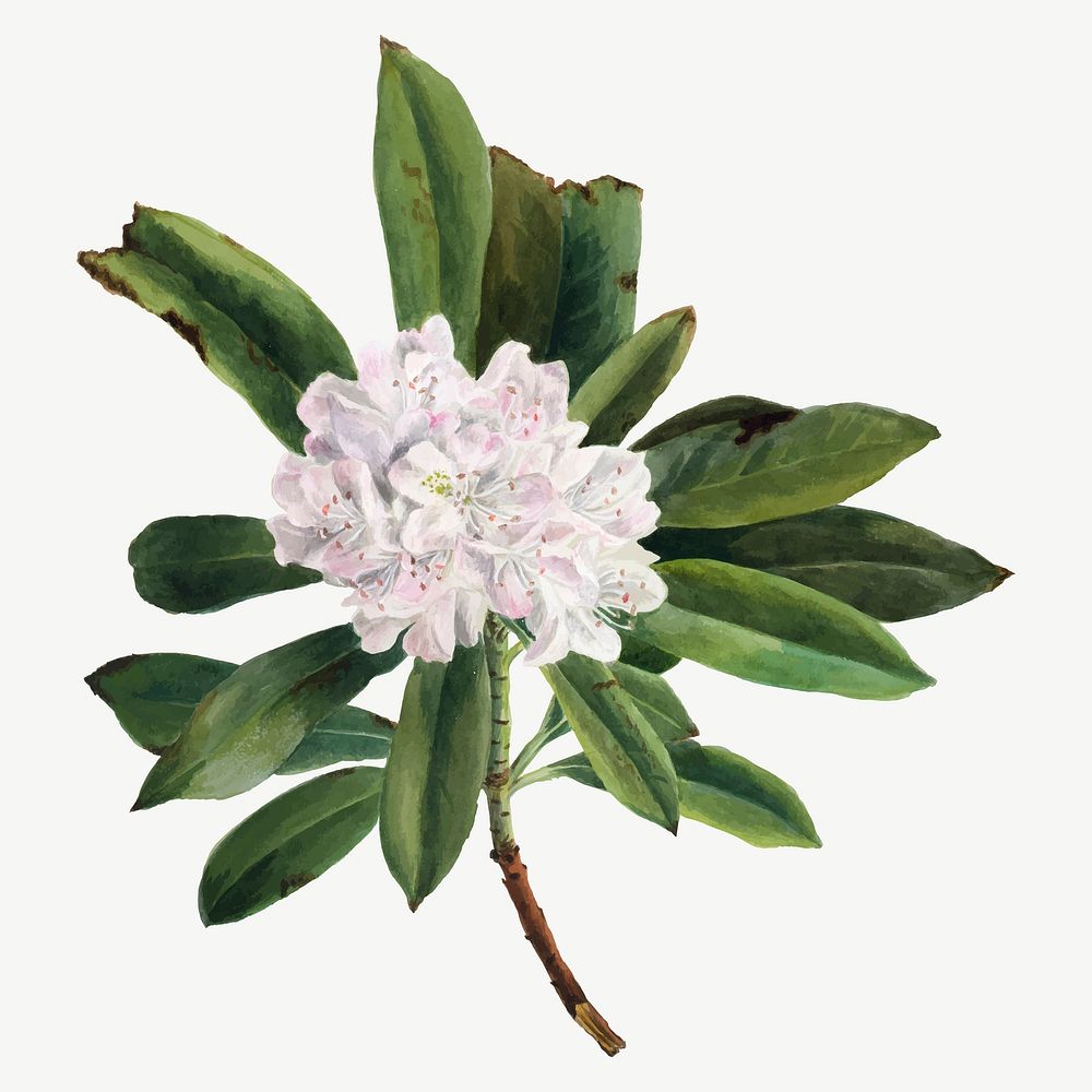 Summer flower Rhododendron vector illustration, remixed from the artworks by Mary Vaux Walcott