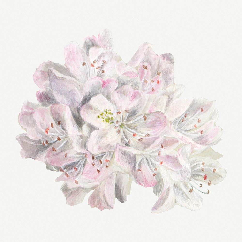 Vintage Rhododendron flower psd illustration floral drawing