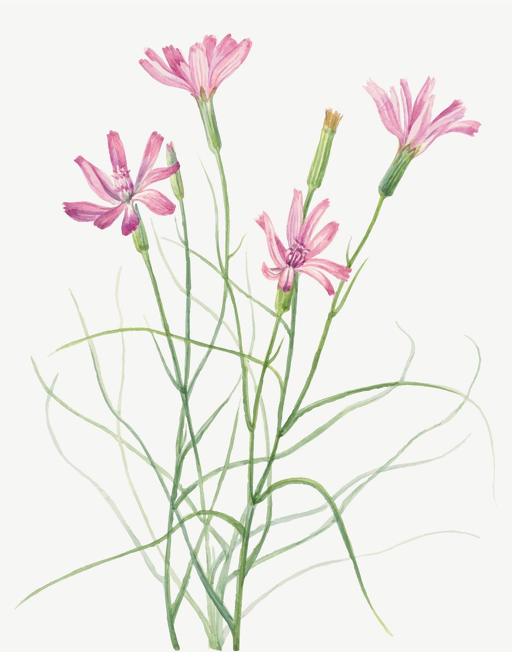 Blooming skeleton weed vector hand drawn floral illustration, remixed from the artworks by Mary Vaux Walcott