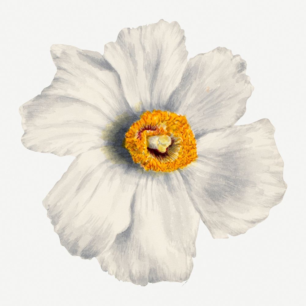 Summer flower Matilija poppies illustration, remixed from the artworks by Mary Vaux Walcott