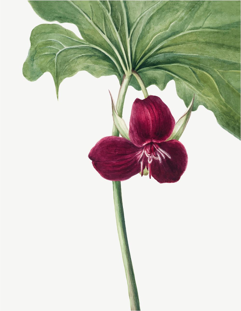 Blooming Sweet Trillium vector hand drawn floral illustration, remixed from the artworks by Mary Vaux Walcott